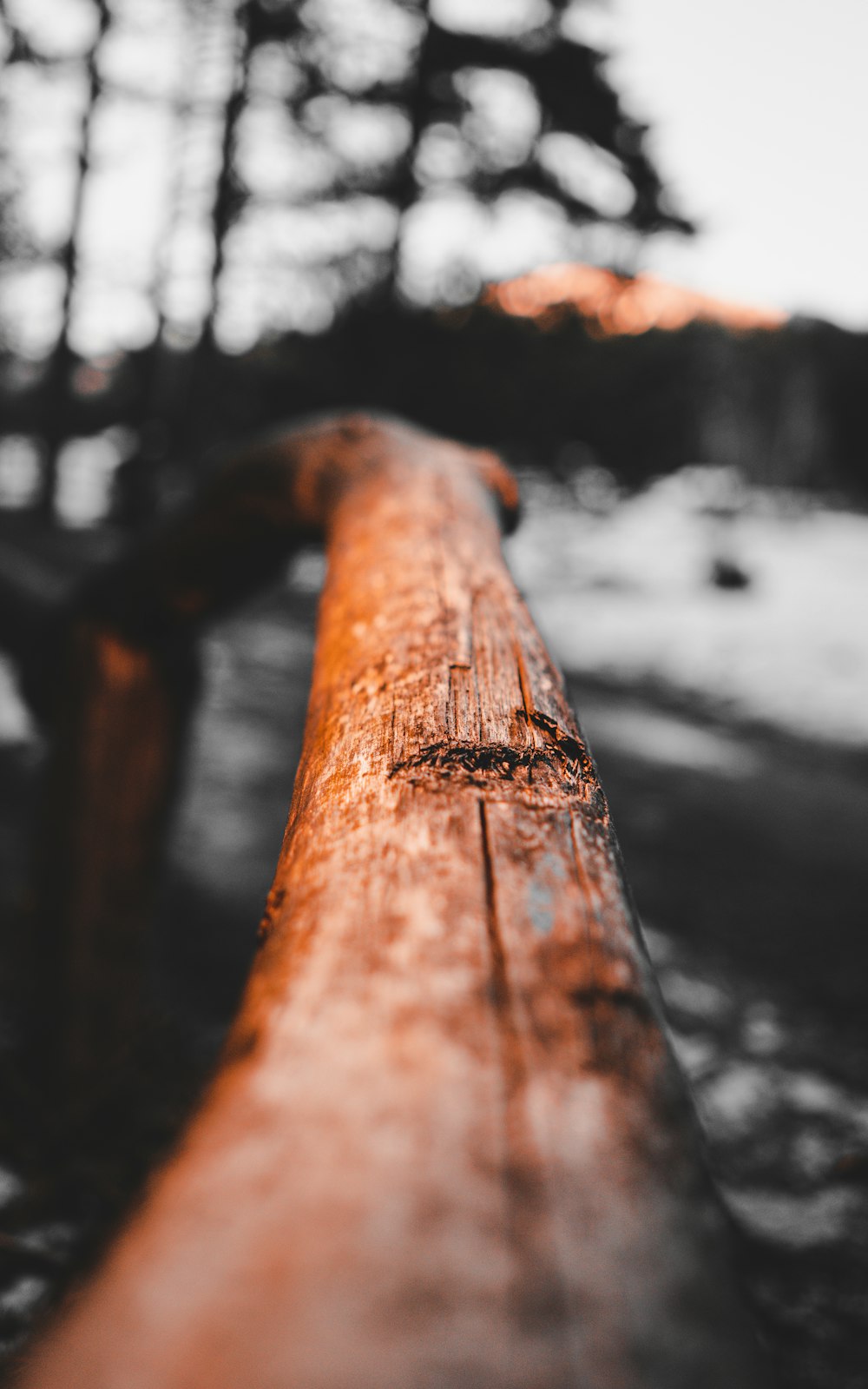 macro photography of brown plank