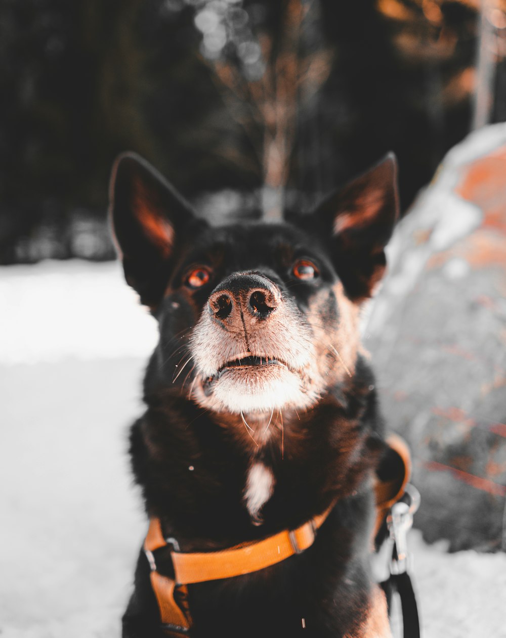 a black and brown dog sitting in the snow