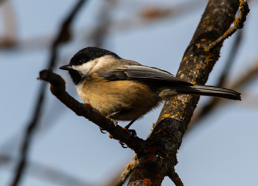 brown, black, and white bird perched on branch