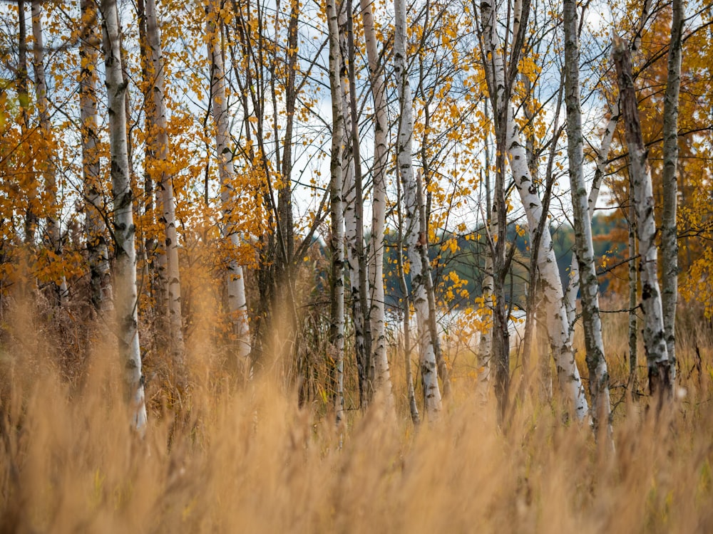 birch tree photograph