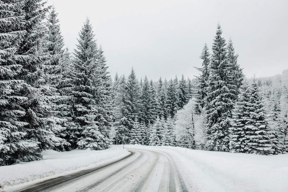 snow covered trees during daytime