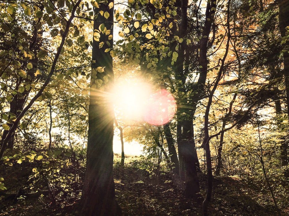 trees during golden hour