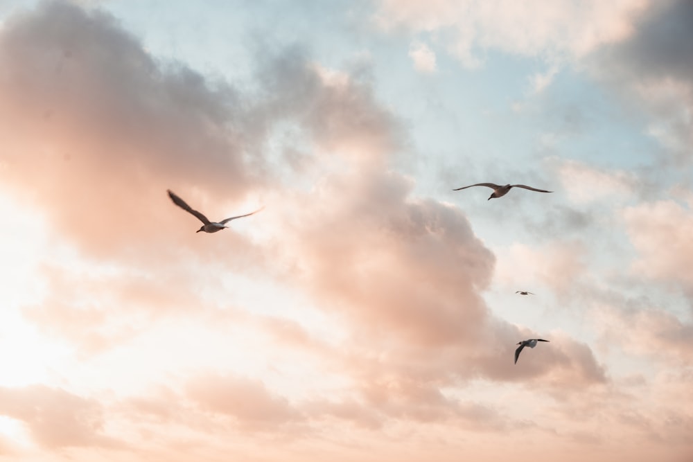 birds flying during day