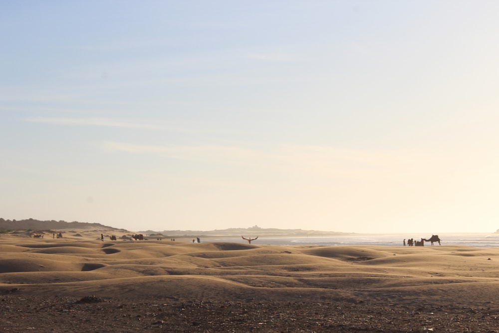 Kamel in der Wüste während des Tages