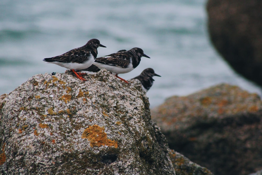 birds perched on rock