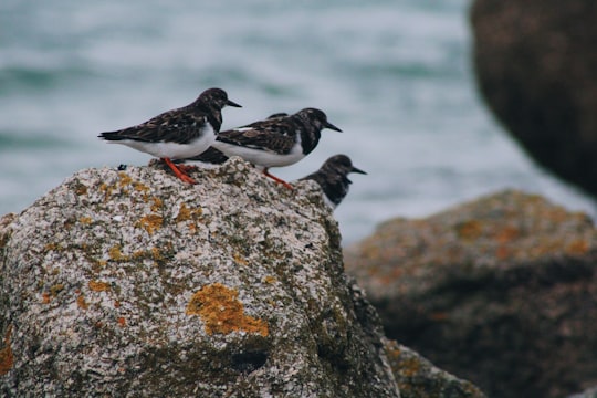 birds perched on rock in Brignogan-Plage France