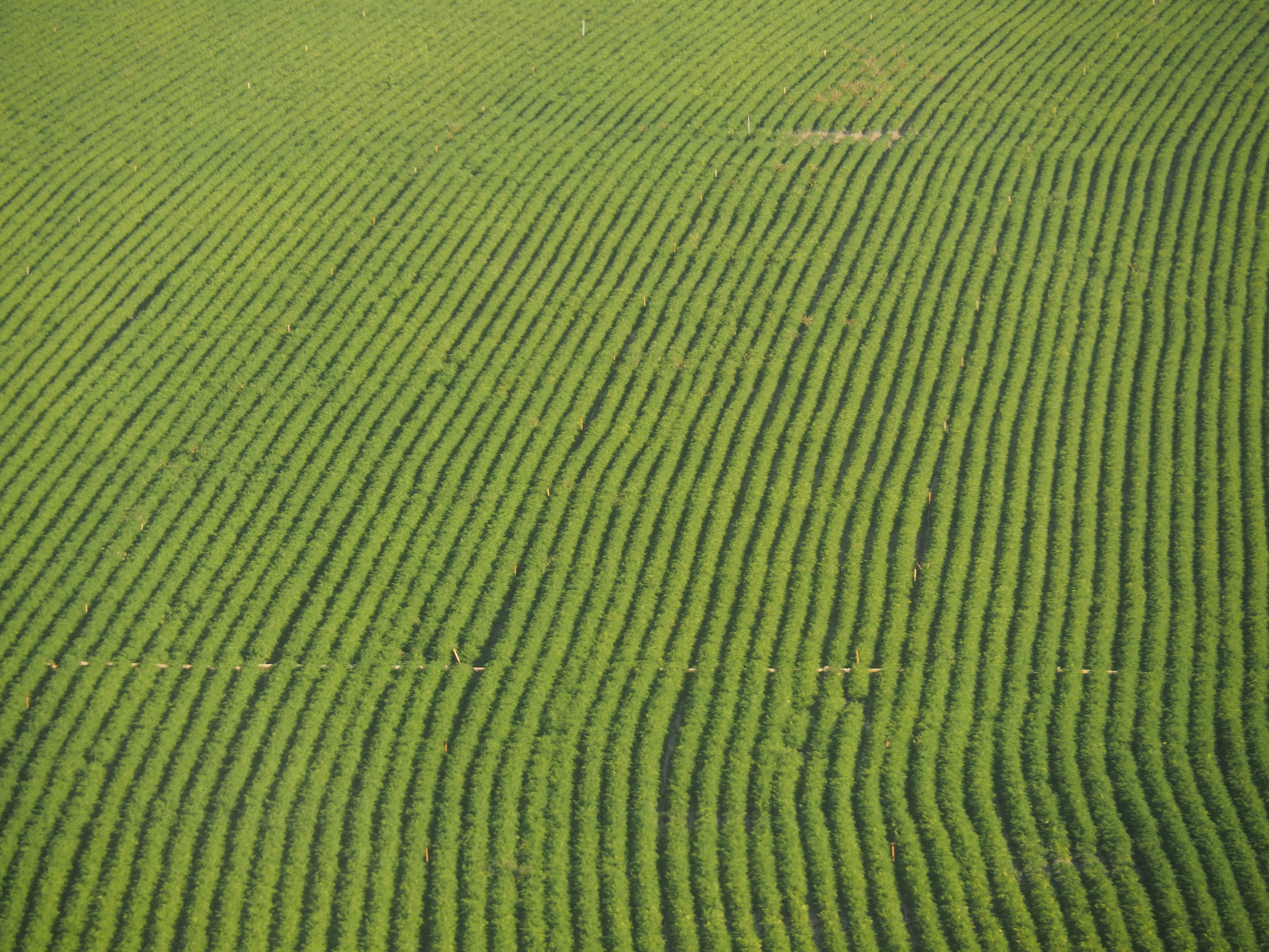 Photo by nimbus_vulpis