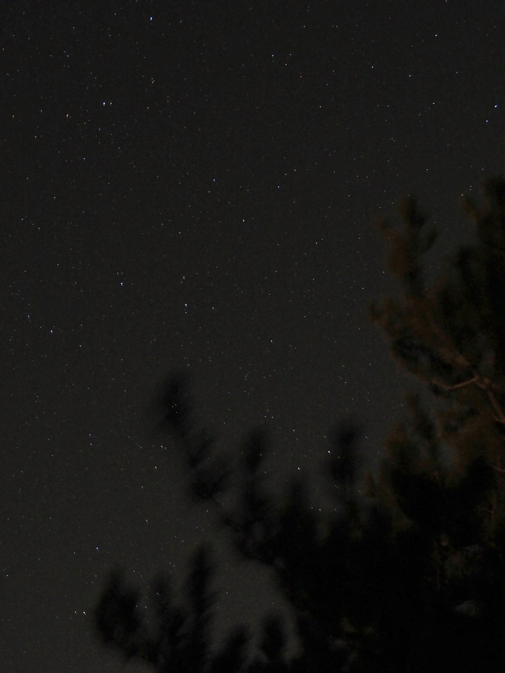 Ein Nachthimmel mit Sternen und Bäumen im Vordergrund