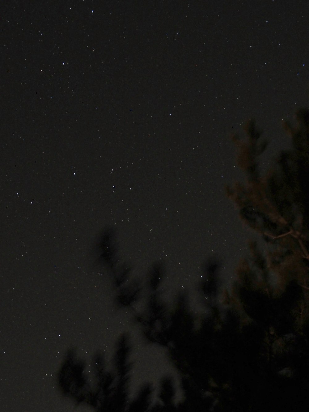 a night sky with stars and trees in the foreground