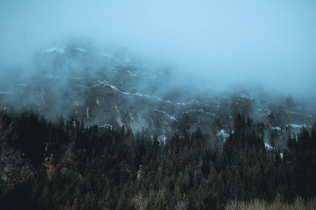 aerial photography of forest covered with snow in foggy day