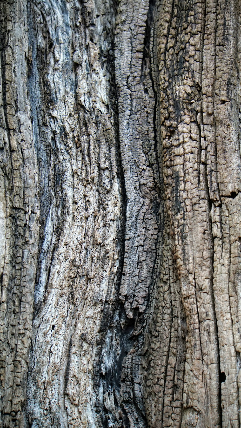 a close up of a tree trunk with a bird perched on top of it