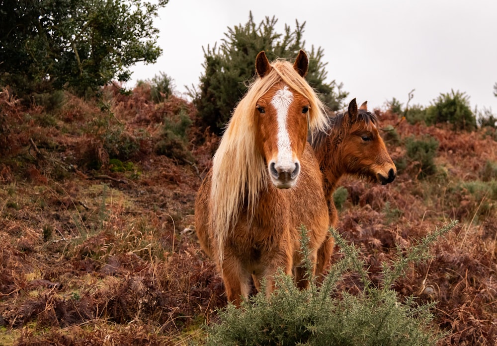 a couple of brown horses standing on top of a grass covered field