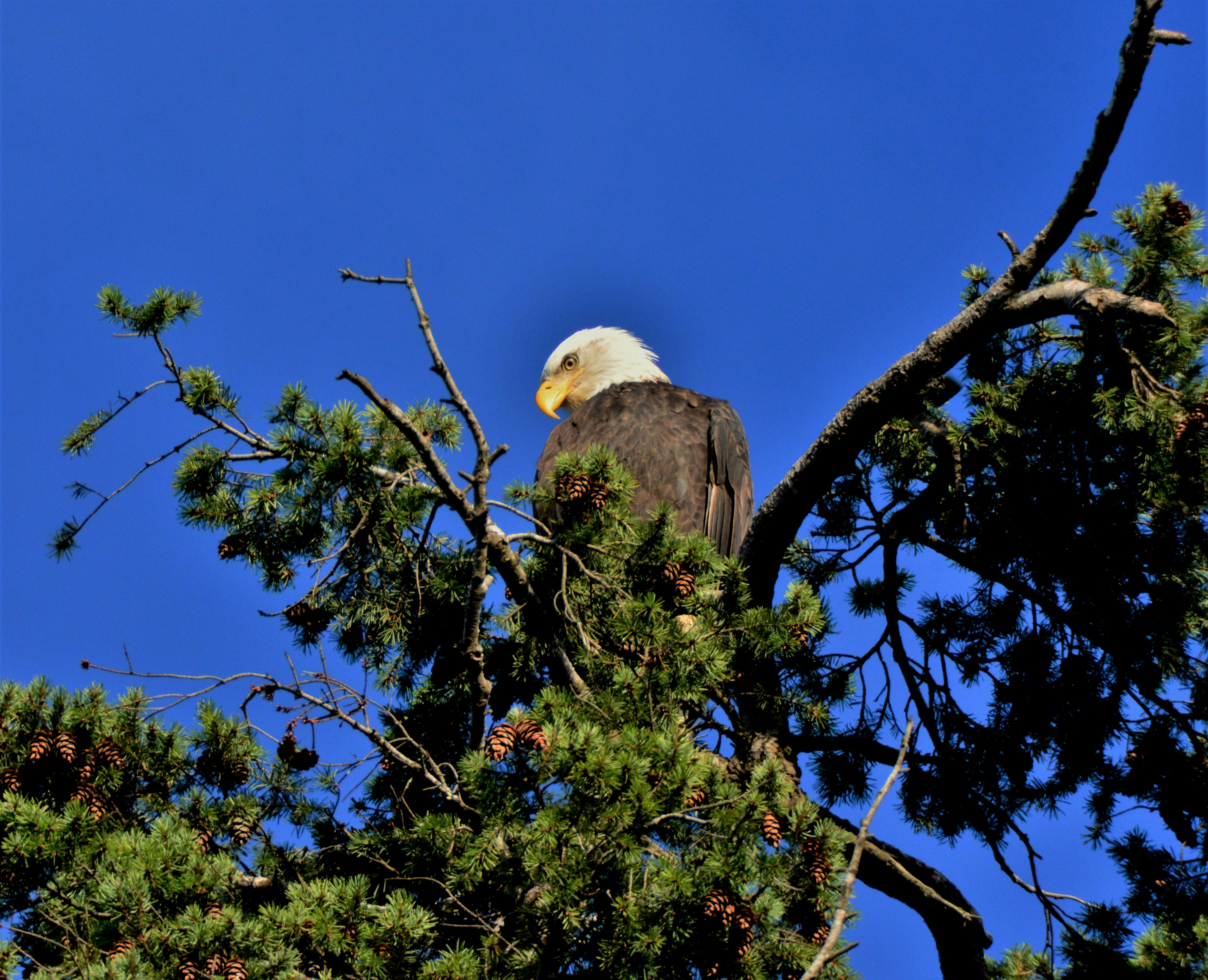 bald eagle on tree branch