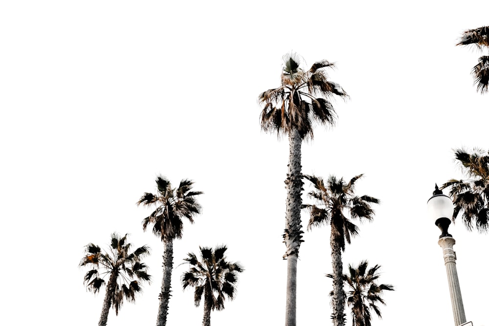 palm trees