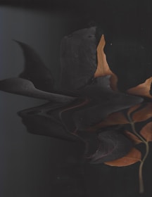 A distorted image of leaves with a mix of dark and earthy tones. The leaves appear to have been scanned or digitally altered, creating a wavy and warped appearance. The overall image is dark, yet highlights the brownish color of the leaves.