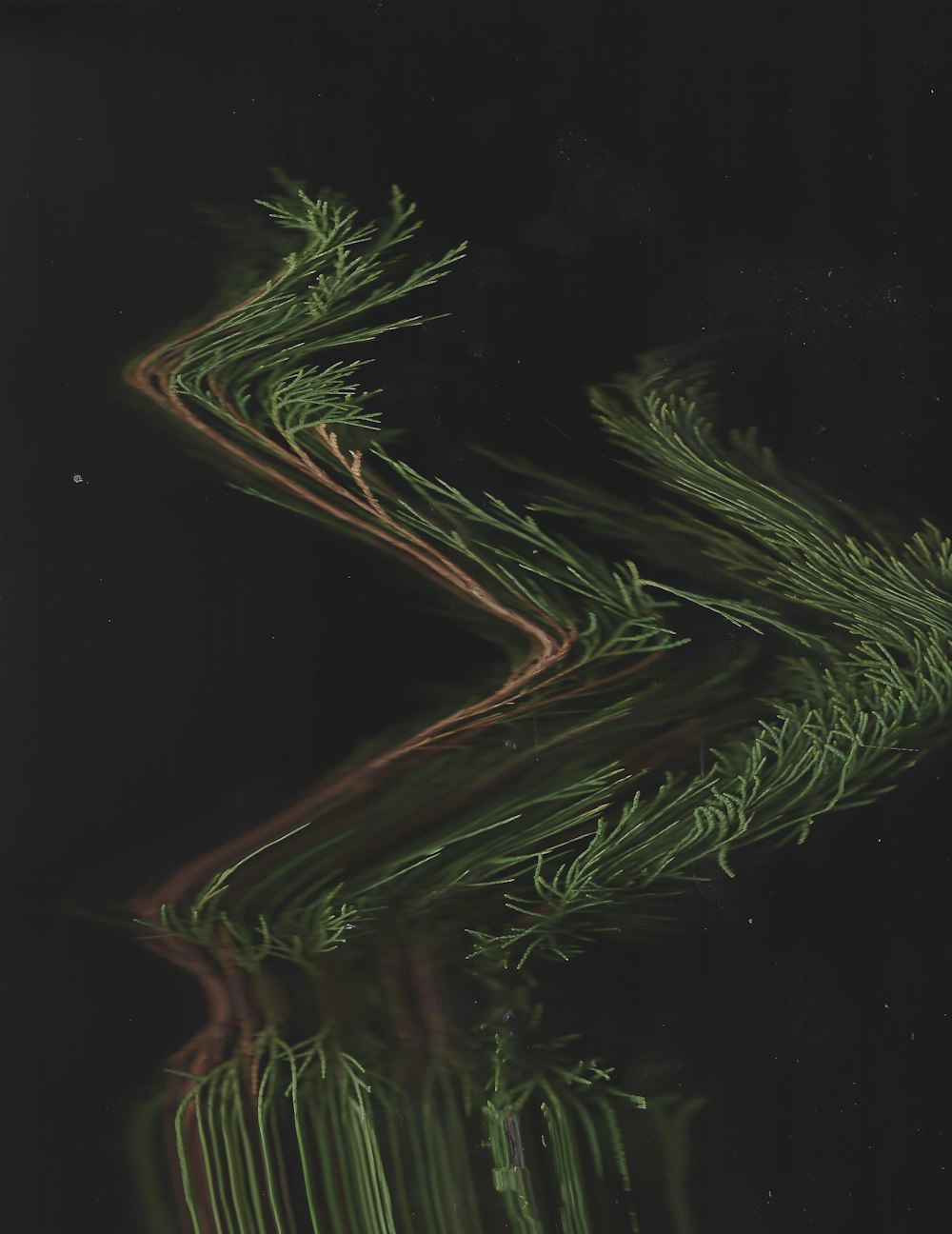 a picture of a tree in the dark