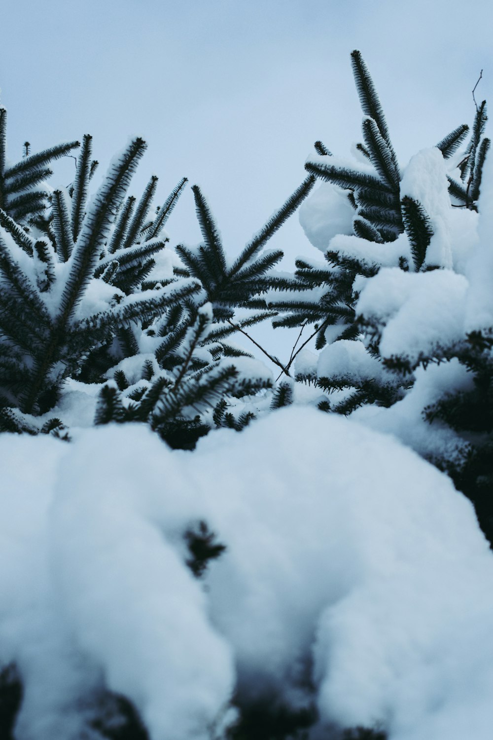 Eine Kiefer ist an einem bewölkten Tag mit Schnee bedeckt