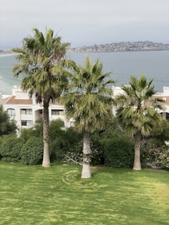 Three tall palm trees stand prominently on a well-maintained grassy lawn, with a backdrop of white residential buildings. Beyond the buildings, a calm body of water is visible, leading to a distant hilly shoreline under a cloudy sky.