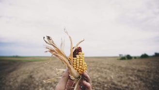 A hand holds a partially shucked ear of corn against the backdrop of an expansive, barren field under a cloudy sky. The corn appears dry and is missing some kernels, suggesting it is either a late harvest or damaged. The blurred background emphasizes the vastness and emptiness of the field.