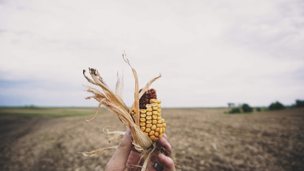 A hand holds a partially shucked ear of corn against the backdrop of an expansive, barren field under a cloudy sky. The corn appears dry and is missing some kernels, suggesting it is either a late harvest or damaged. The blurred background emphasizes the vastness and emptiness of the field.