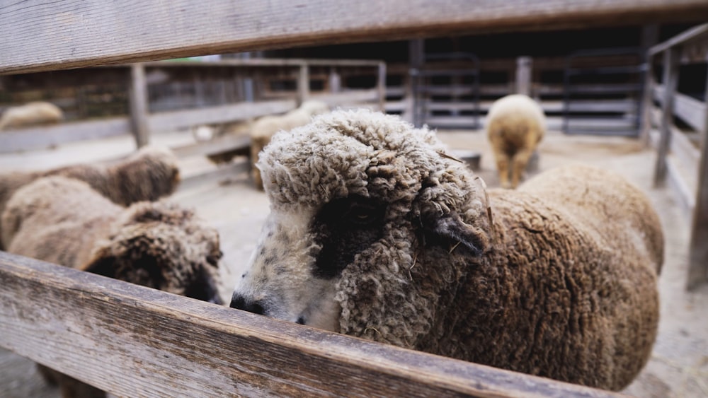 sheep in fence