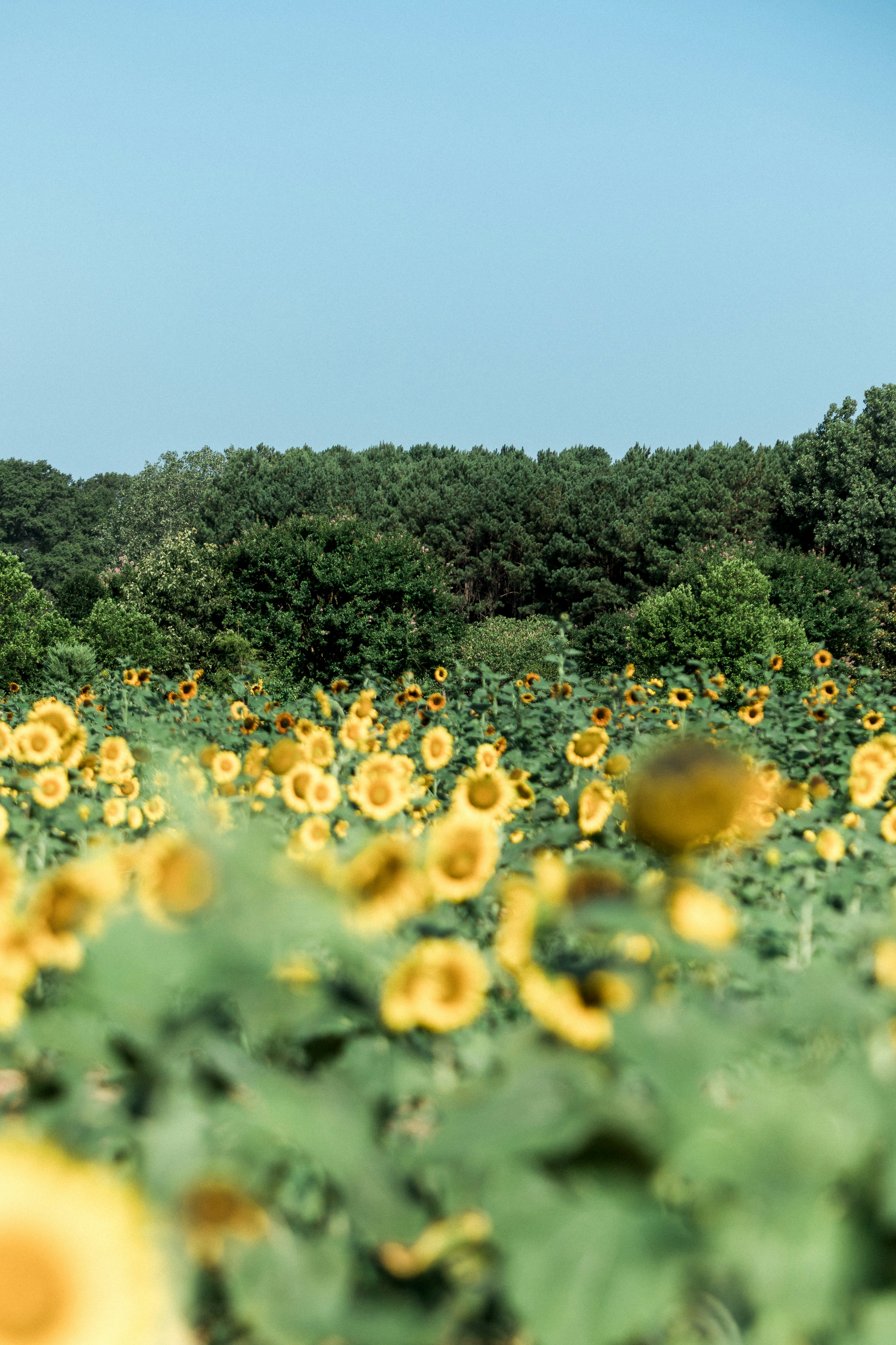 隱居者 - 與土地一起呼吸著，覺得安好。