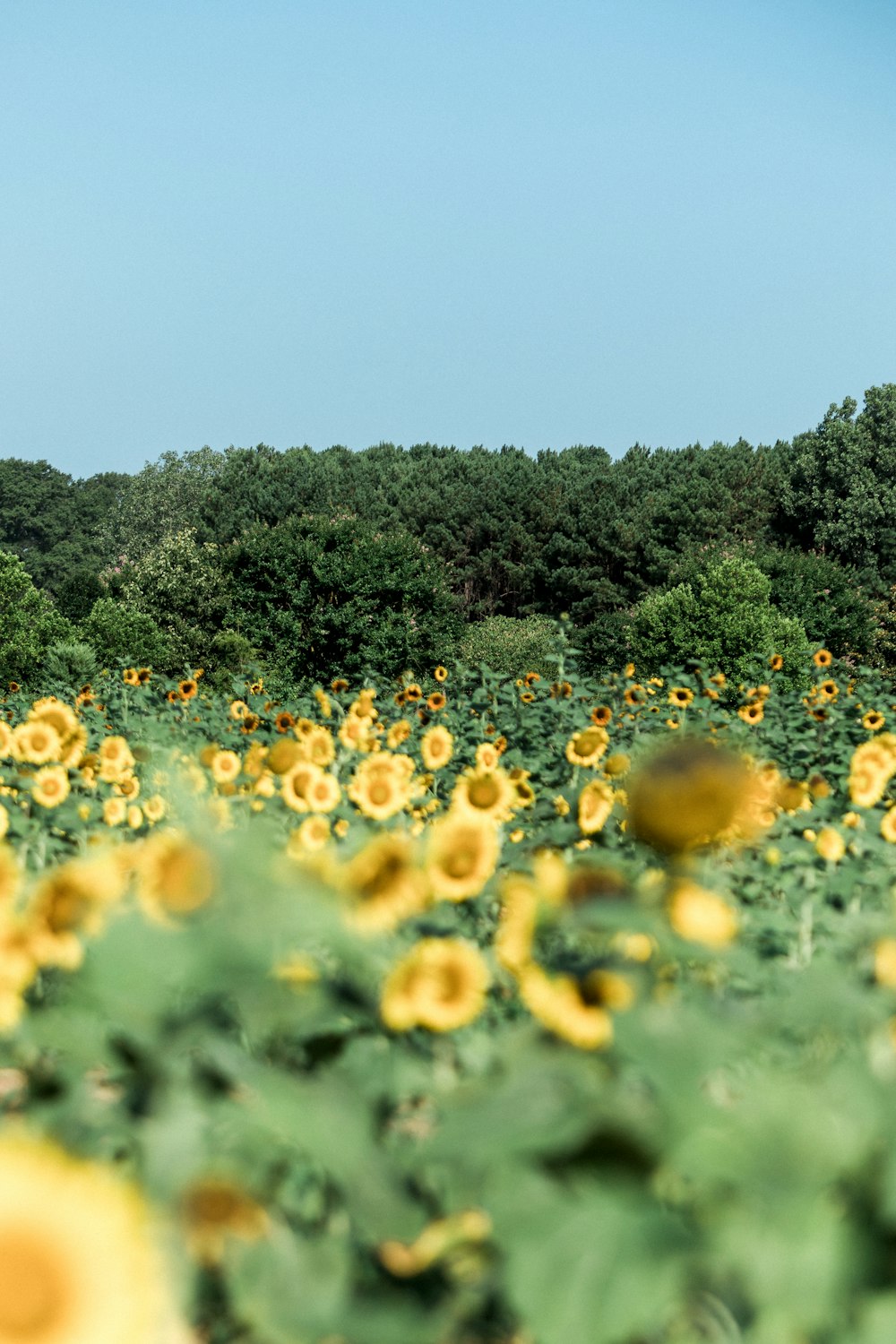 꽃이 만발한 노란 해바라기 밭의 접사 사진