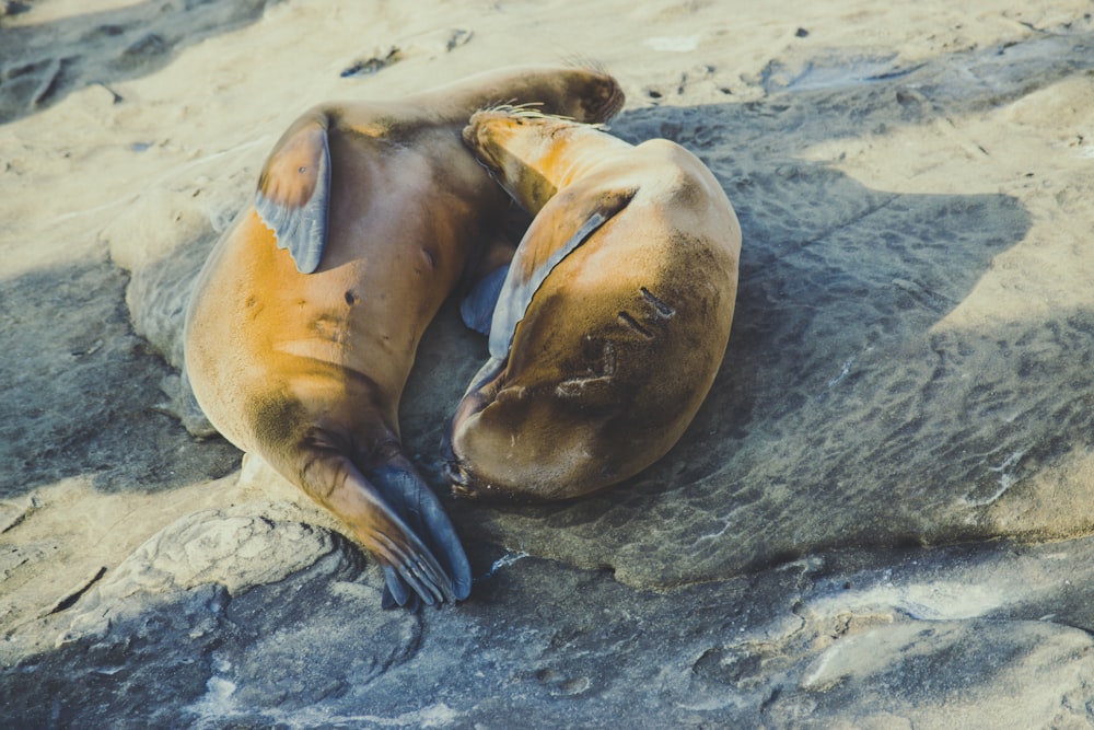 two brown seals