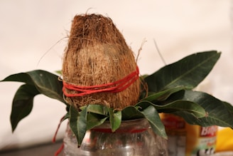 A coconut is wrapped with a red thread and placed on top of some green leaves. The setup appears to be on a transparent container or stand. The background is blurred, and a tin or can with printed labels is partially visible.