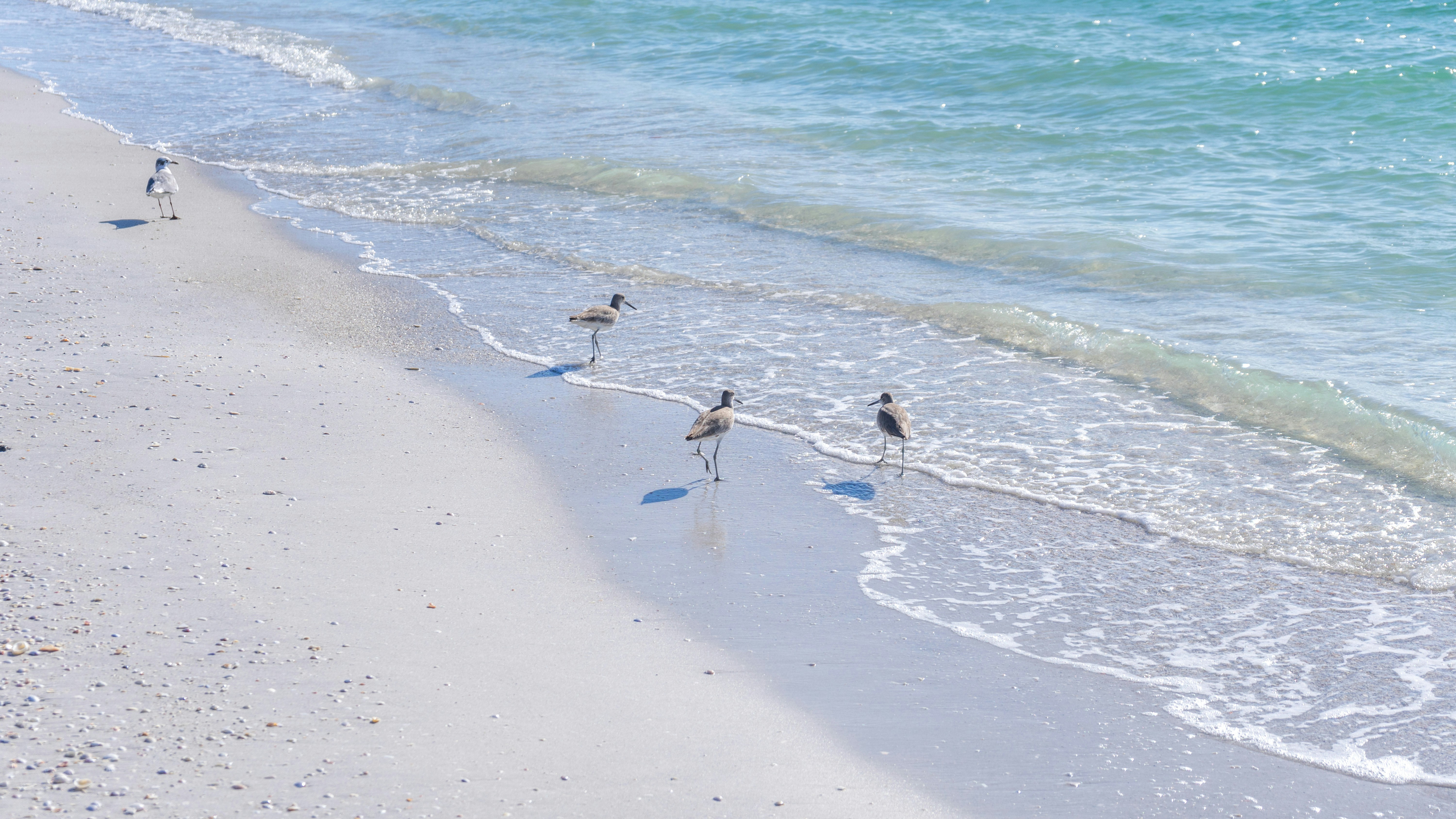 The coast and seabirds of Cayo Costa.