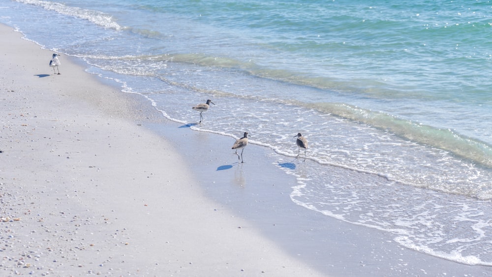 personnes au bord de la mer pendant la journée