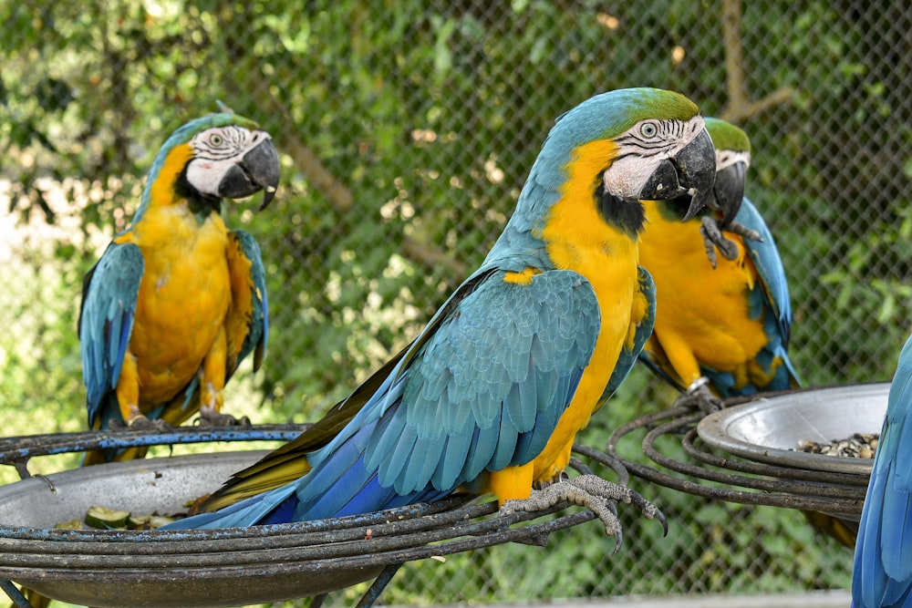 three blue-and-yellow parrots