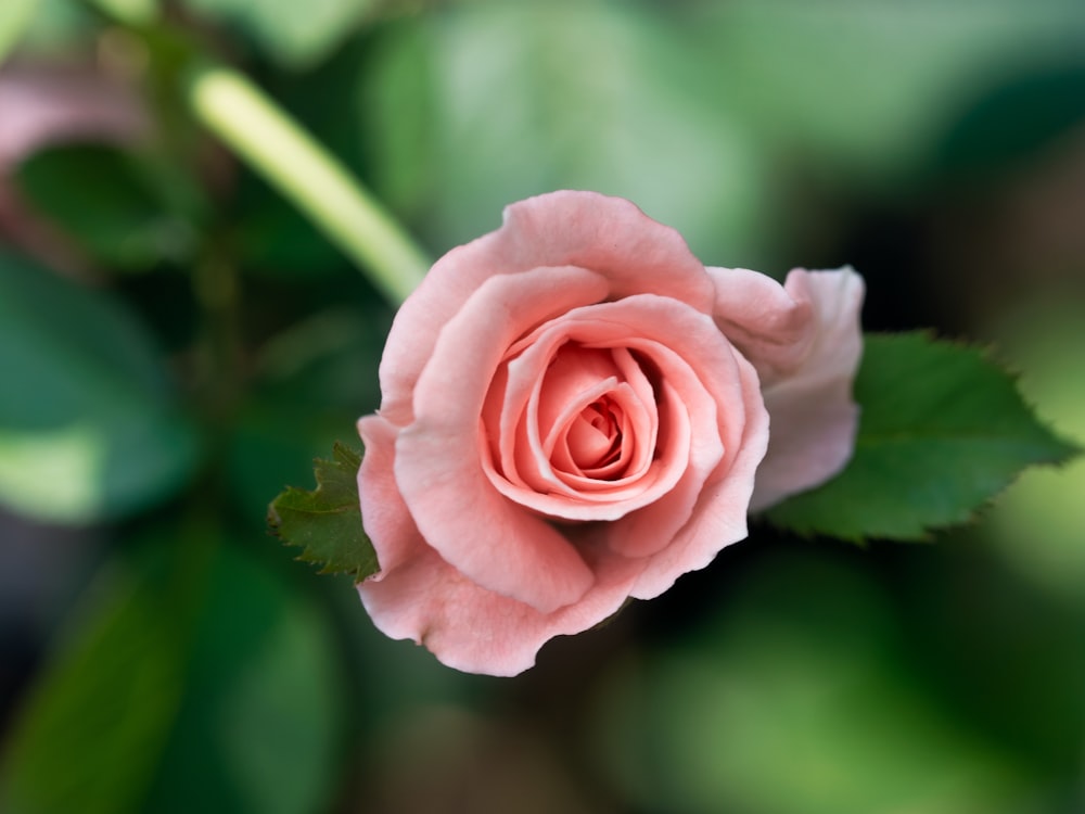 pink rose flower