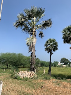 A tall palm tree stands prominently against a clear blue sky, surrounded by lush greenery. There are other smaller palm trees in the background, and a pile of stones is visible on the ground nearby. The scene features a rural landscape with open fields and a distant view of a house and trees.