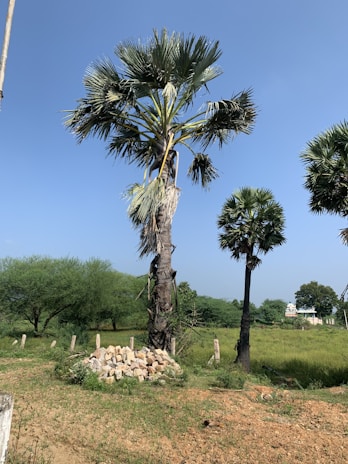 A tall palm tree stands prominently against a clear blue sky, surrounded by lush greenery. There are other smaller palm trees in the background, and a pile of stones is visible on the ground nearby. The scene features a rural landscape with open fields and a distant view of a house and trees.