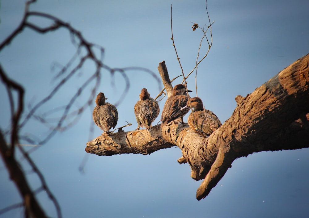 birds on tree