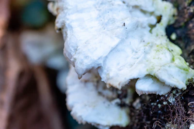 Close-up of glowing fungal mycelium spreading across a futuristic space habitat surface.