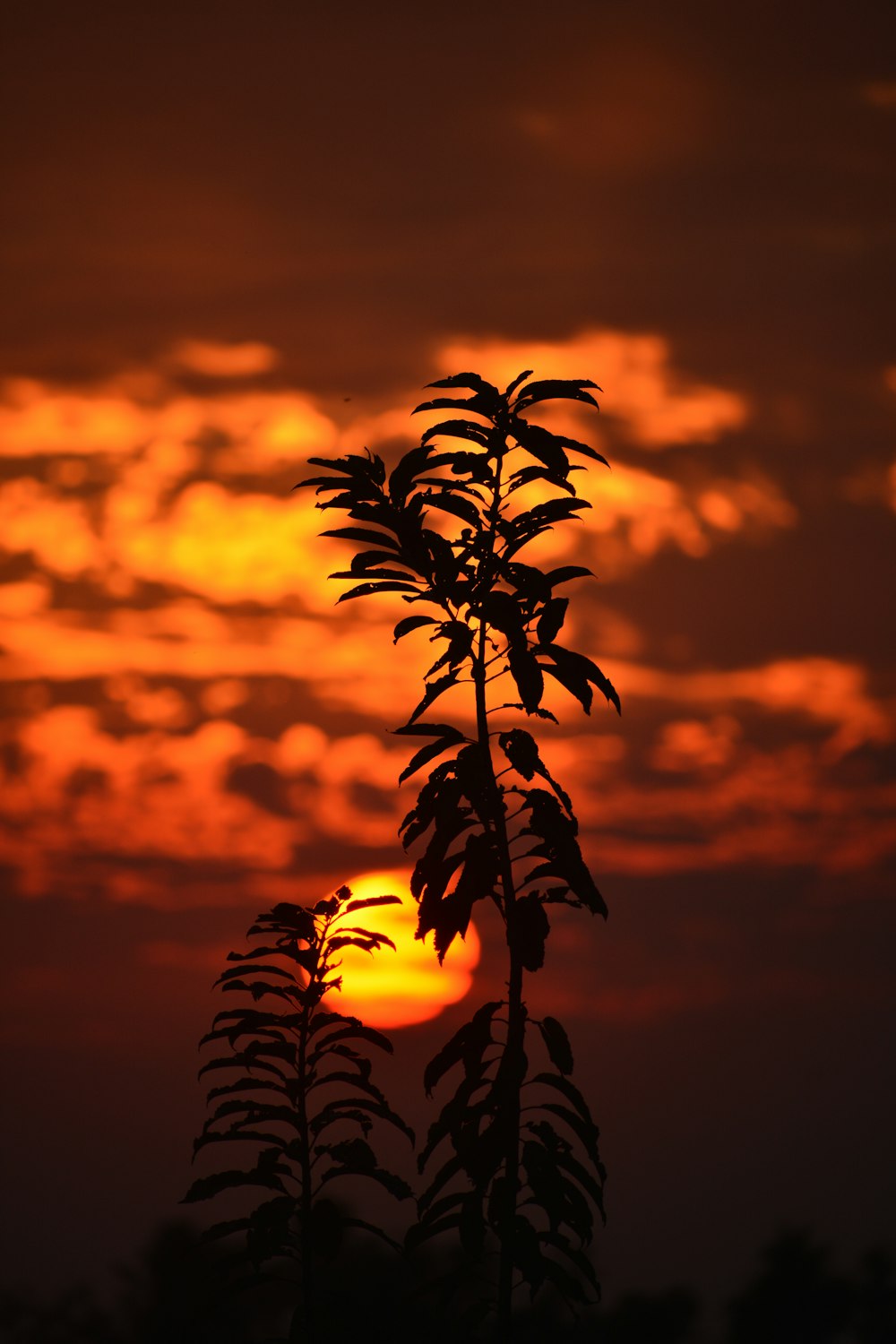 silhouette of plant under orange sky