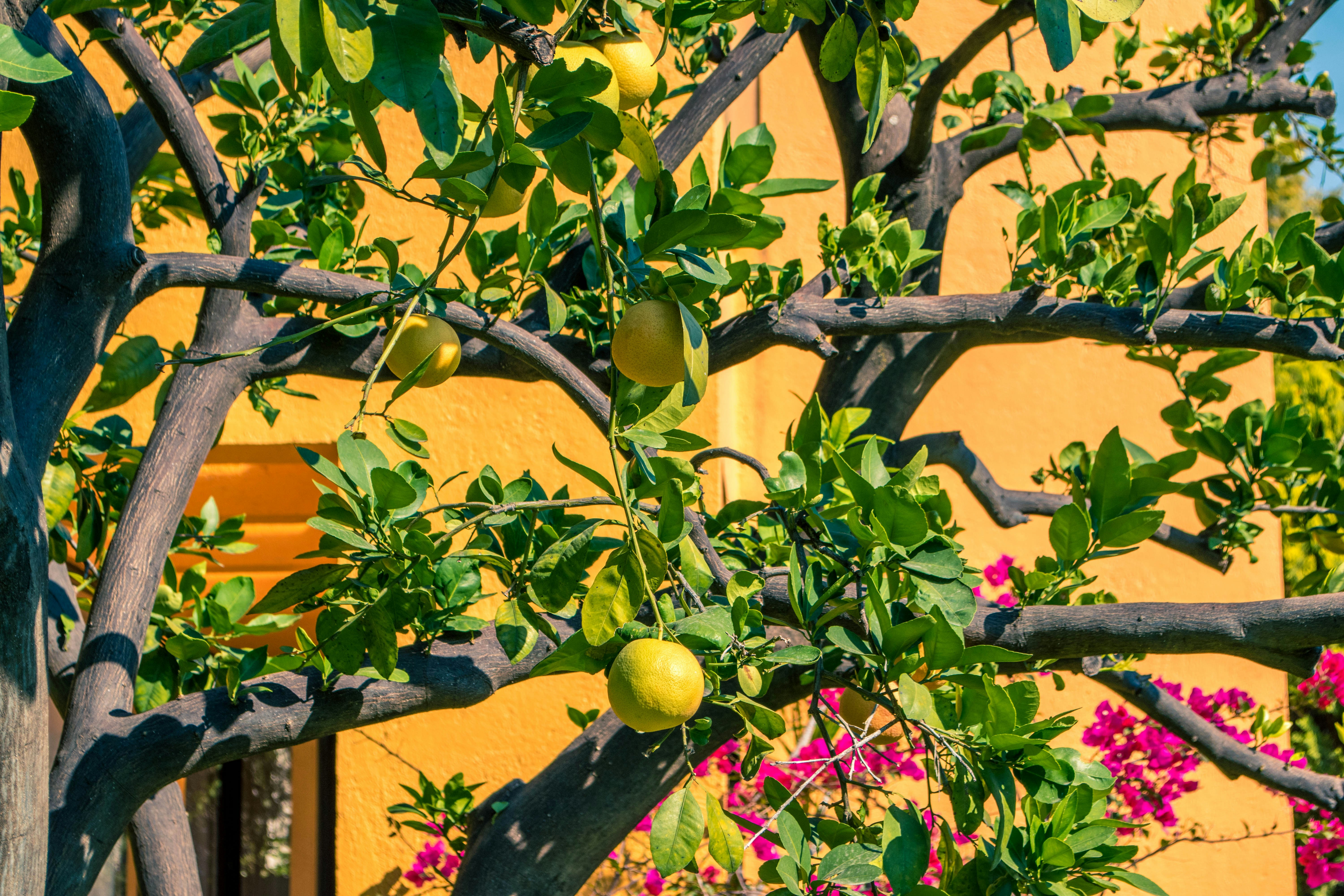 pomelo fruits in tree near flowers