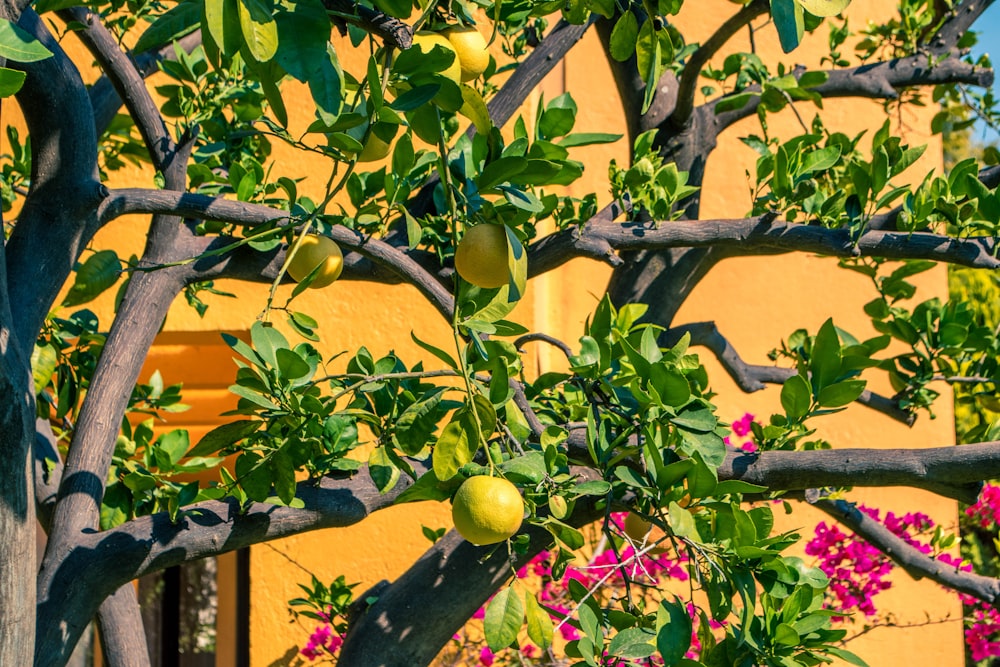 Frutos de pomelo en árbol cerca de flores