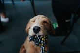 short-coated beige puppy biting rope