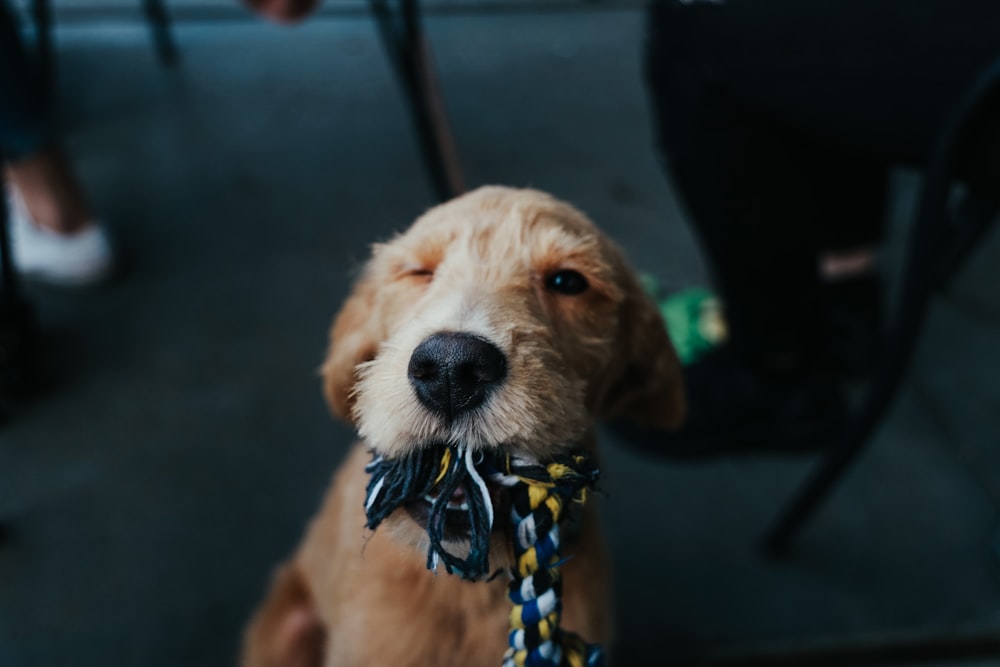 short-coated beige puppy biting rope