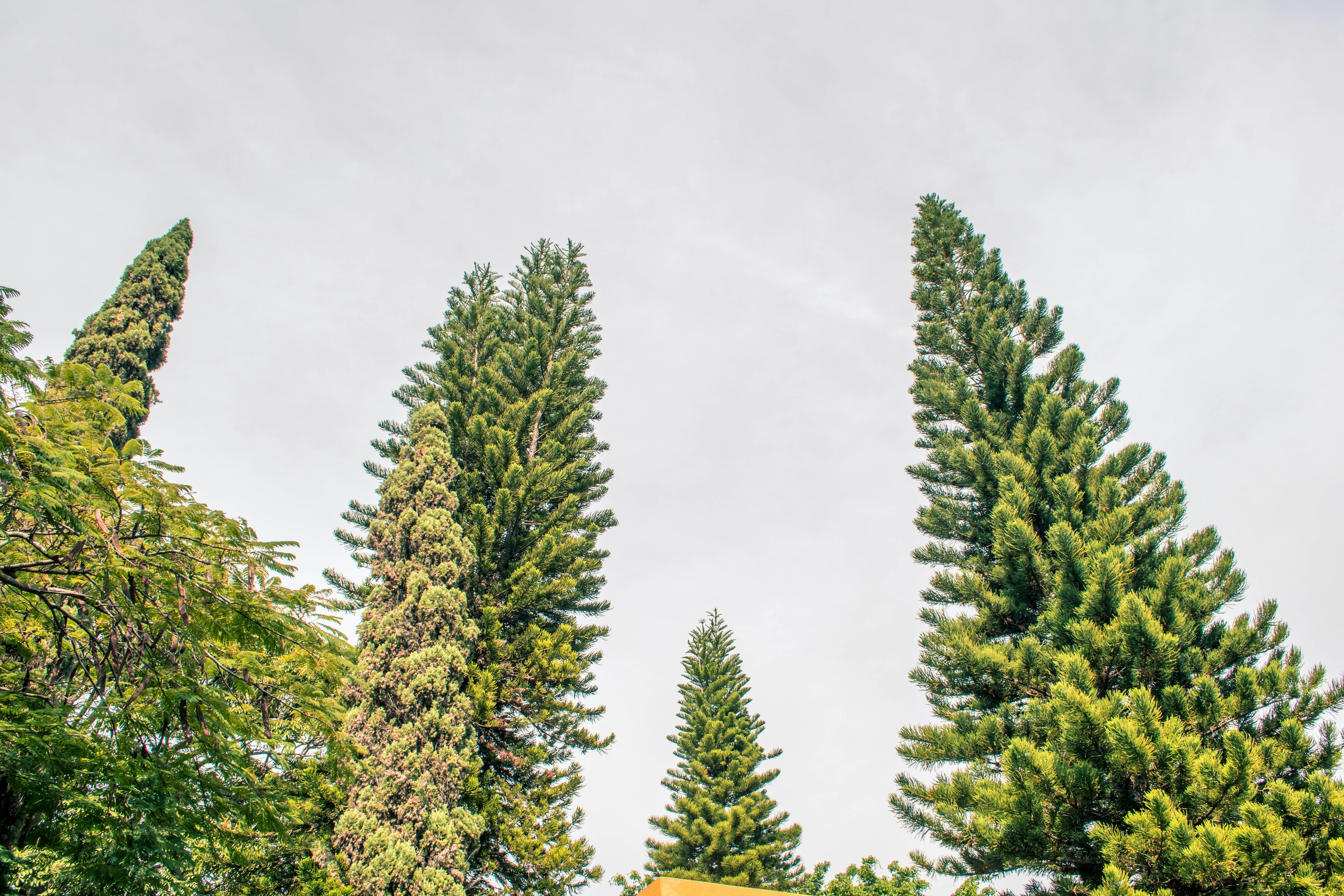 a stop sign in front of some tall trees