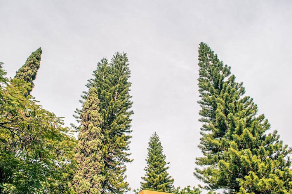 a stop sign in front of some tall trees