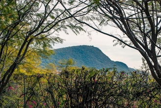 trees near mountain during daytime