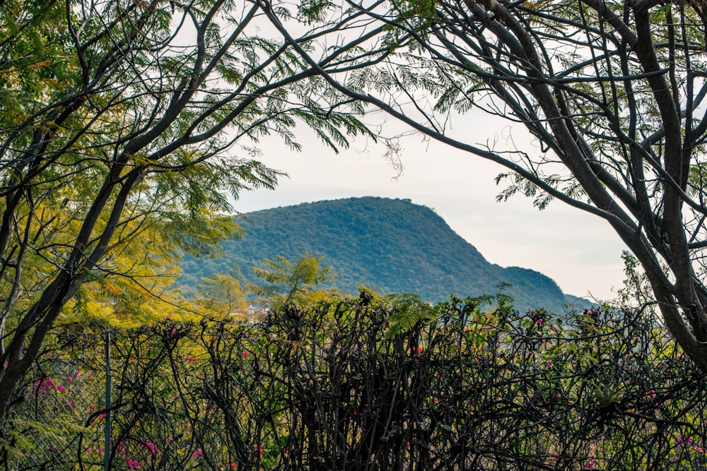 trees near mountain during daytime