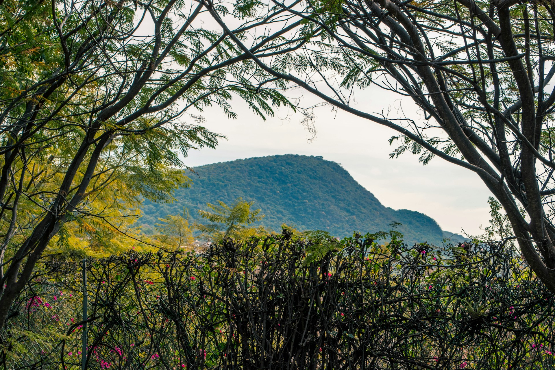 trees near mountain during daytime