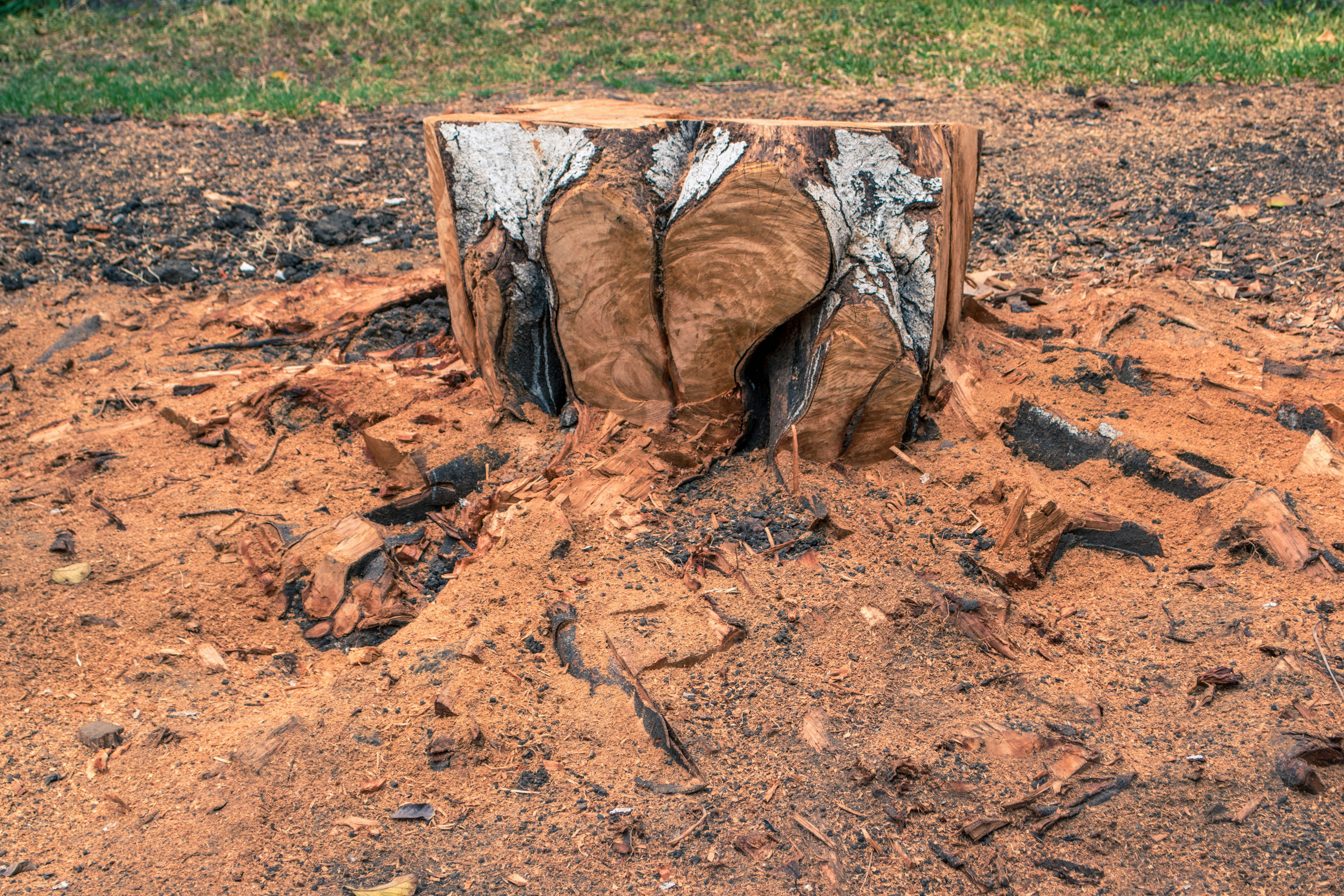 tree trunk cut