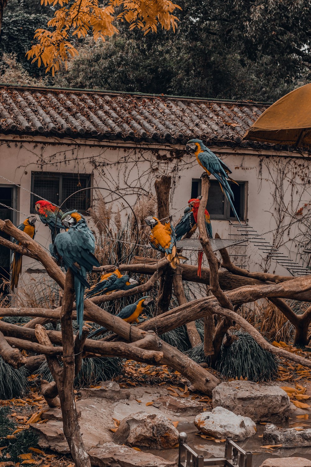 blue and orange parrot birds