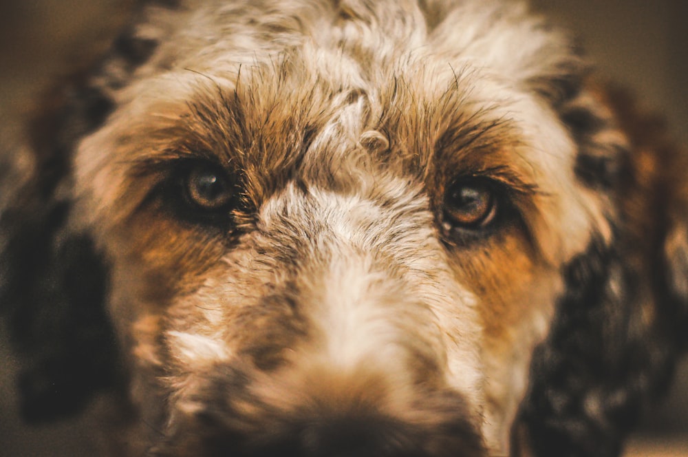 macro photography of long-coated brown dog